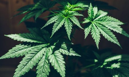 Medical Marijuana
