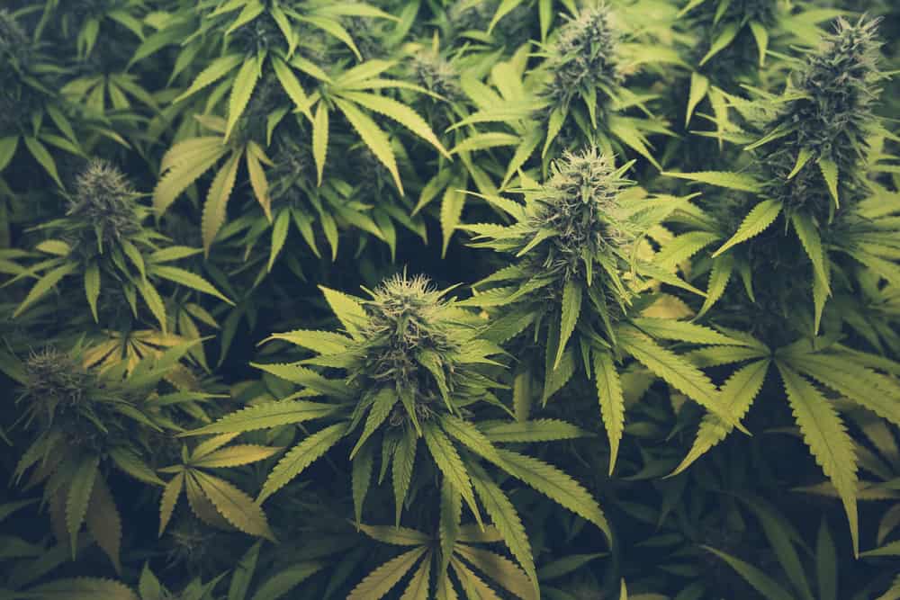 Good and Bad weed