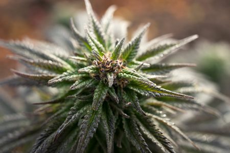 Should we call it marijuana or cannabis
