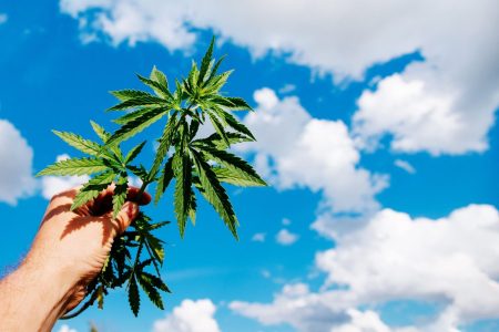 cannabis for day time use