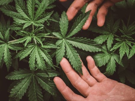 cannabis strain for nerve pain