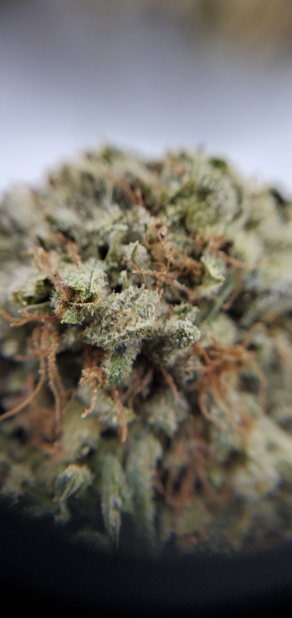 Magic Melon Flower EZ Weed Online