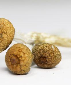 Amazonian (shrooms)