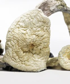 Flying Saucers (shrooms)
