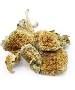 Golden Teacher (shrooms)