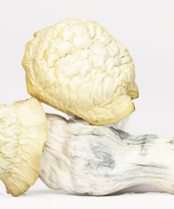 Shakti (shrooms)