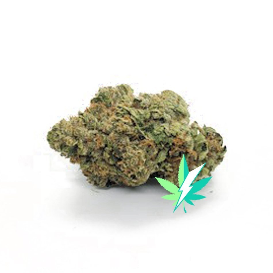 ROCKSTAR – AAA – INDICA